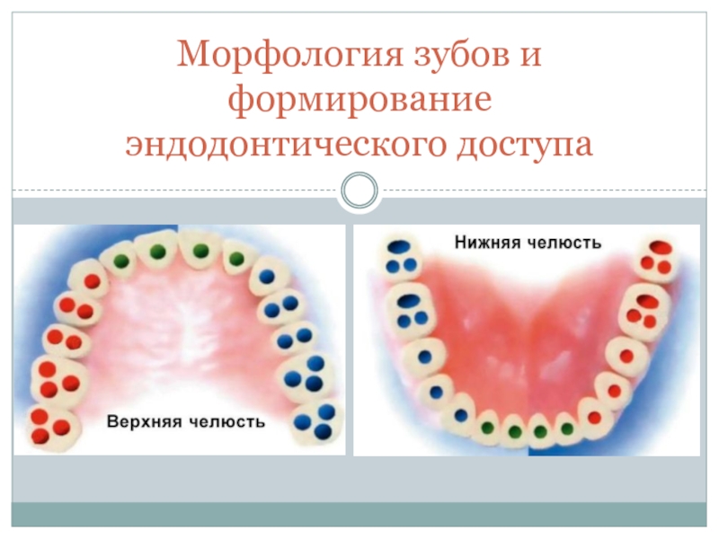 Морфология зубов и формирование эндодонтического доступа