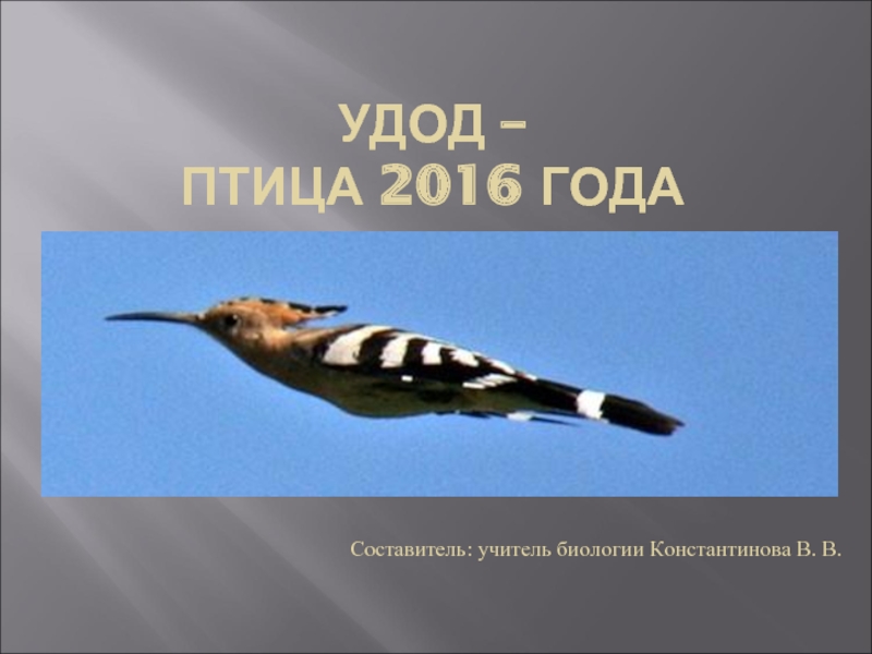 Удод - птица 2016 года