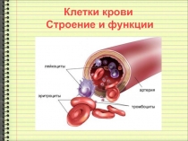 Клетки крови Строение и функции