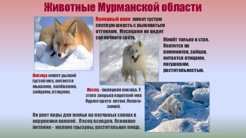 Презентация Животные Мурманской области
Полярный волк имеет густую светлую шерсть с